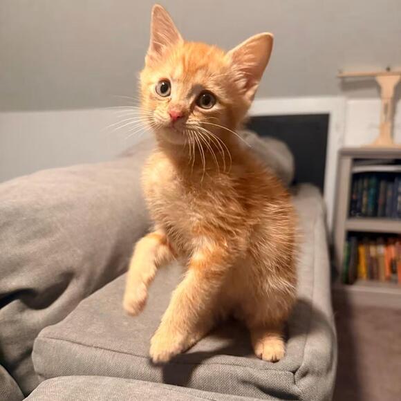 🐱 Playful & Sweet Cats Ready for Adoption in Chattanooga - NewsBreak