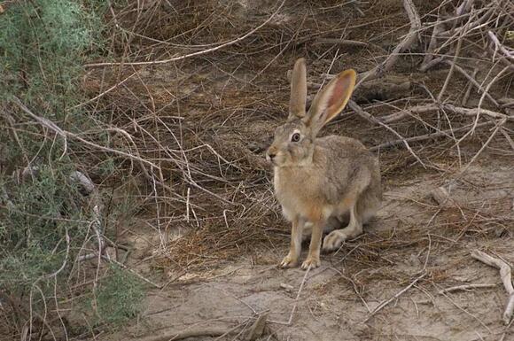 Hares Around the World: 18 Species, Habitats, and Adaptations - NewsBreak