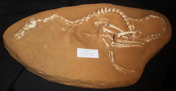 5 Dinosaurs That Could Swim - NewsBreak
