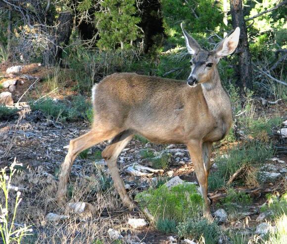 7 Types of Deer in North America: A Species-by-Species Guide - NewsBreak