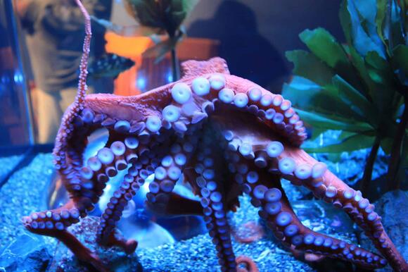 The Surprising Intelligence of Octopuses Explained - NewsBreak