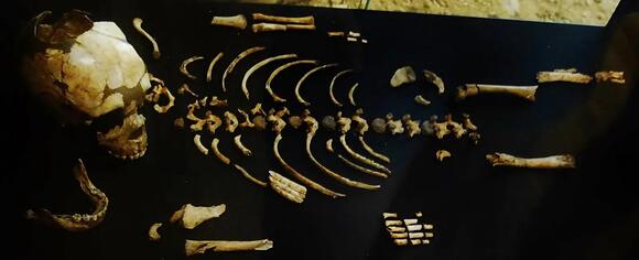 New Fossil Evidence Suggests Some Early Human Relatives Cared for ...