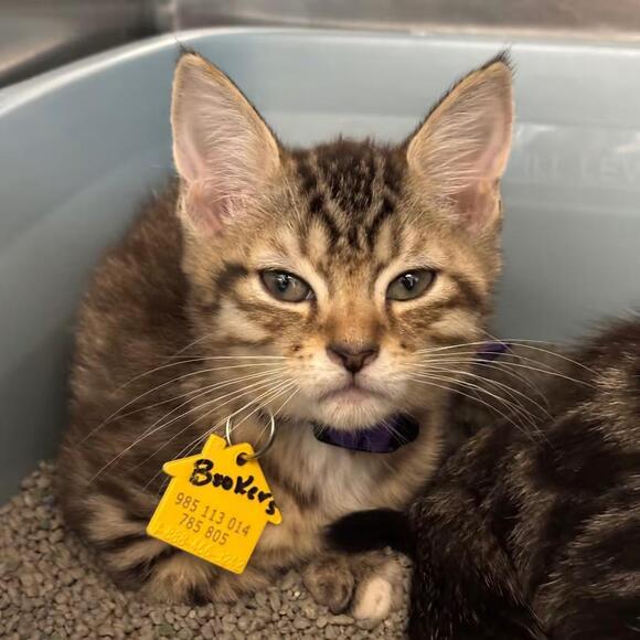 🐱 Friendly Springfield Cats and Kittens Ready for Adoption - NewsBreak