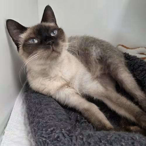 🐱 Friendly Cats Waiting for Adoption in Satellite Beach - NewsBreak