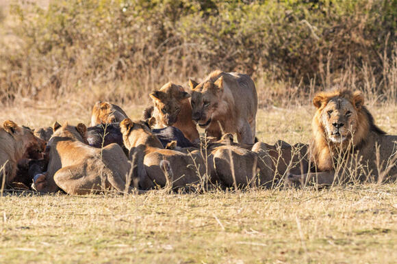 Zimbabwe’s DNA Breakthrough: World-First Conviction in Lion Poaching ...