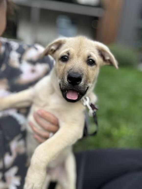 🐶 Playful, Cuddly & Loyal Dogs Ready for Adoption in Westminster ...