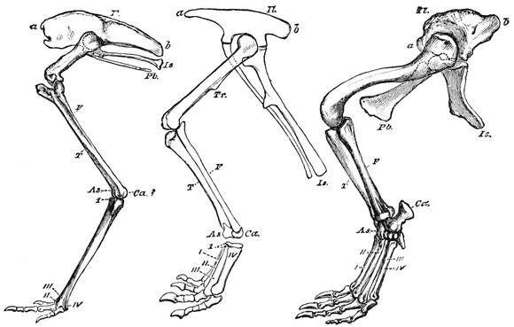 Chickenosaurus: Could Scientists Actually Reverse-Evolve a Dinosaur ...