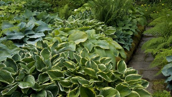 Hostas Need These 3 Things in October to Stop Destructive Slug Damage ...