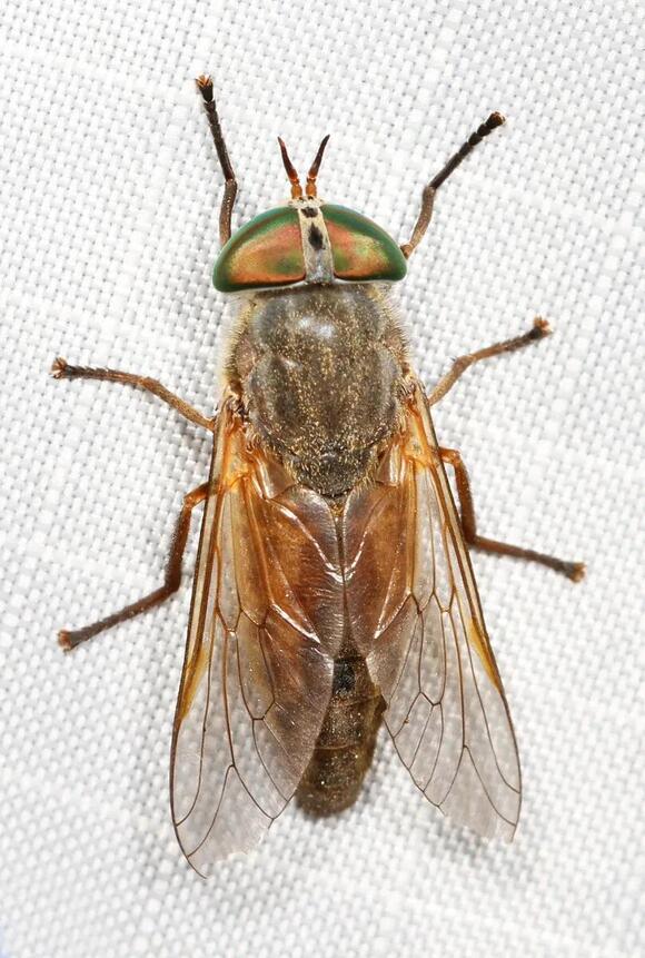 9 Flies That Bite in North Carolina — and What to Do When They Do ...
