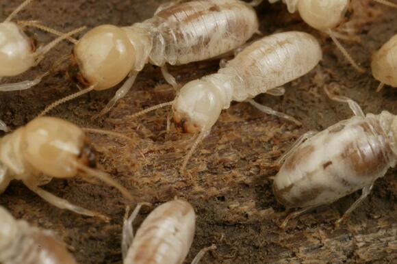 The War of the Termite Kingdoms: How Massive Battles Underground Shape ...