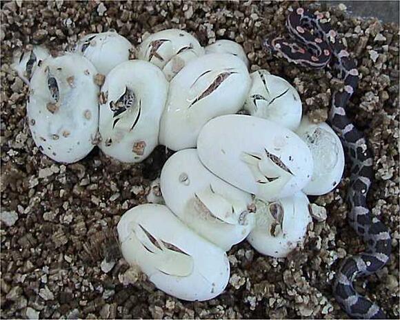 Can Snakes Give Birth Without Mating? - NewsBreak