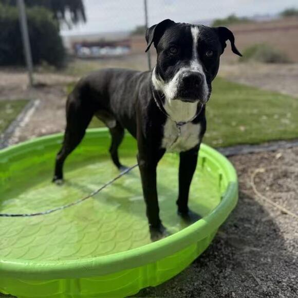 🐶 Playful Bullhead City Dogs Ready for Their New Families - NewsBreak