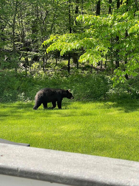 From the ADKS to the Hudson Valley: Bears Are On the Move in NY - NewsBreak