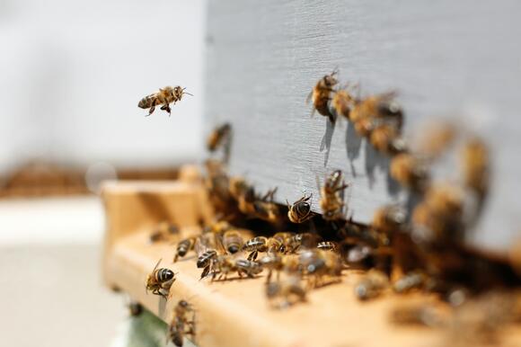 When Did the First Bees Appear and Did Dinosaurs Notice - NewsBreak
