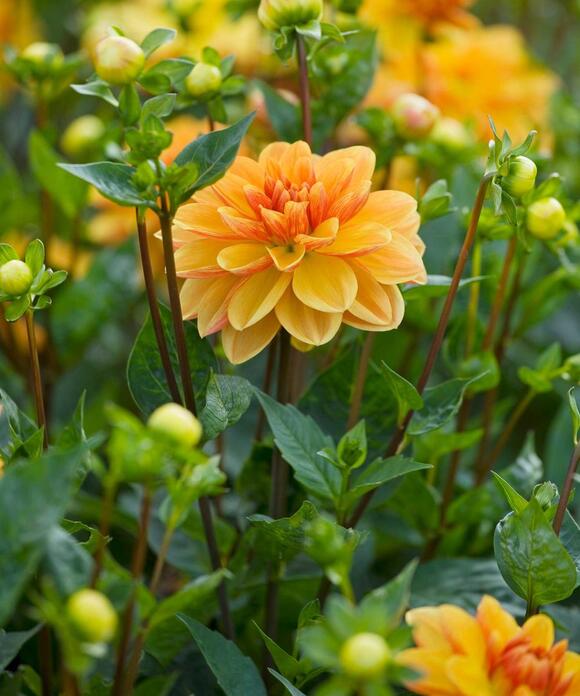 I Never Skip These 7 Dahlia Jobs in August – They're the Secret to ...