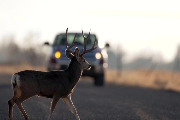 November Brings Peak Deer Collision Risk Across Utah As Darkness ...