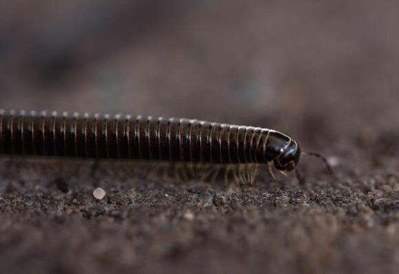 Five Types Of Insects Invade Rockford Area Homes When Temperatures Drop ...