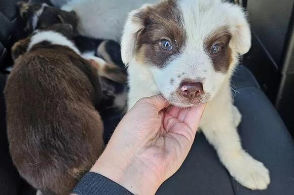 Eight puppies rescued after being dumped in Texas field and left for ...