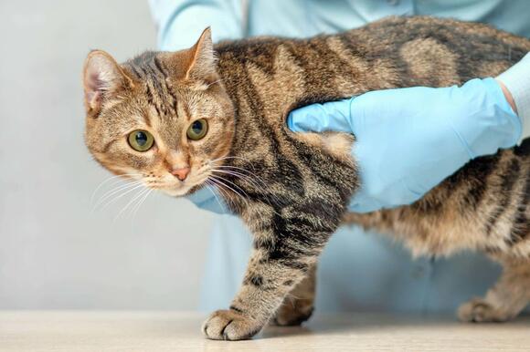 UK vets ordered to make prices clearer for pet owners under new ...