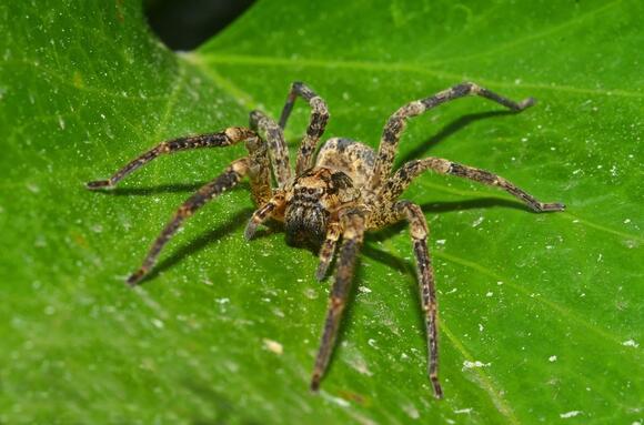 The 12 Most Lethal Spiders in the US And Where They Hide - NewsBreak