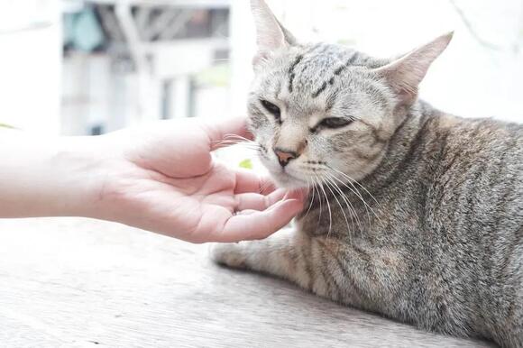 7 Key Differences Between a Happy Purr and a Purr That Signals ...