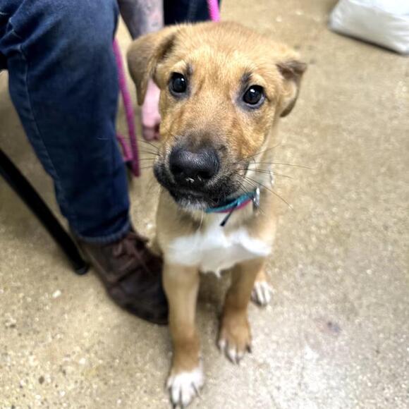 🐶 Playful, Loyal & Loving Dogs Ready for Adoption in Skokie - NewsBreak
