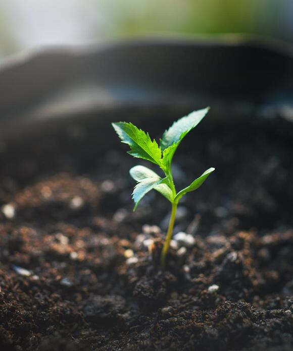 Don’t Be Fooled by This Warm Spell – ‘False Spring’ Could Wipe Out Your ...
