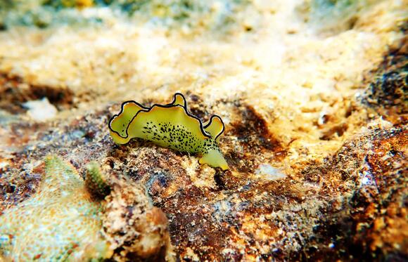 Why the Slug Is One of the Slowest Creatures on Earth - NewsBreak