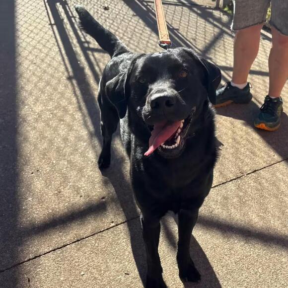 🐶 Friendly Springfield Dogs Ready Now for Adoption - NewsBreak