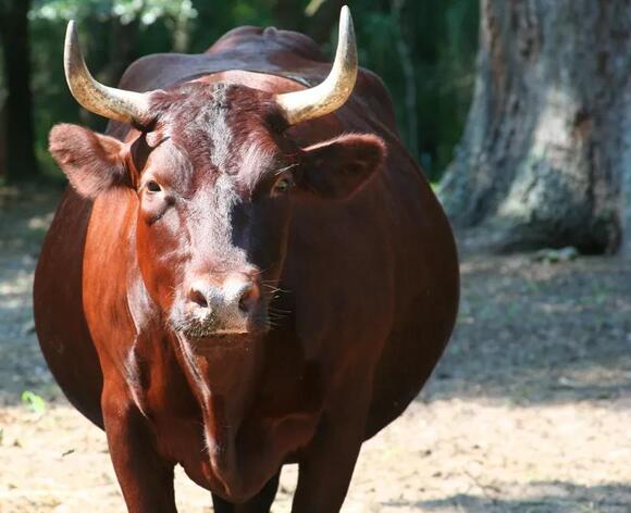 What Do You Call a Pair of Oxen? The Answer Is Tied to Their Work ...