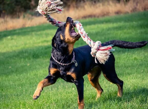 6 Dangerous Dog Breeds Prone to Aggressive Playing - NewsBreak