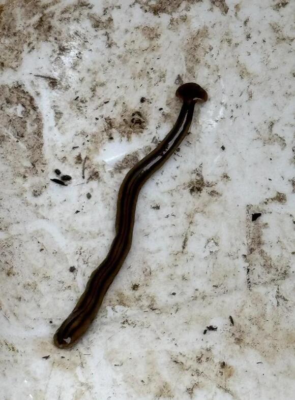 California gardener finds invasive hammerhead worm in food garden ...