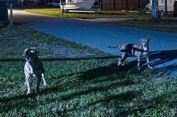 A woman was mauled to death by her neighbor’s pit bulls. Her partner is ...
