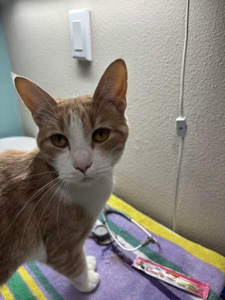 🐱 Friendly Sherwood Cats Ready for Adoption at Local Shelter - NewsBreak