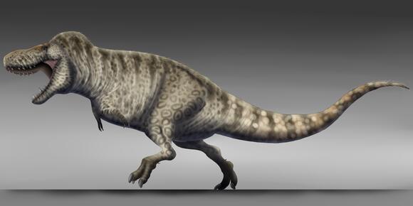 7 Little-Known Facts About the Tyrannosaurus Rex’s Family Tree - NewsBreak