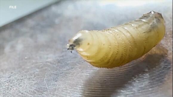 Flesh eating worm detected in a Texas Elk