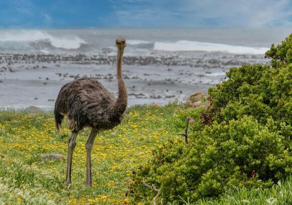 7 Animals That Look Like Living Dinosaurs Even Though the Evolutionary ...