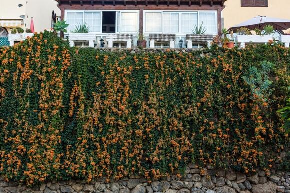 Gardeners Are Planting Privacy Hedges Instead of Fences, And Some ...