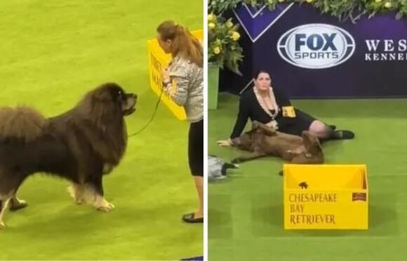 Precious Clip Shows Westminster Dog Show Pups Slacking Off On The Sidelines