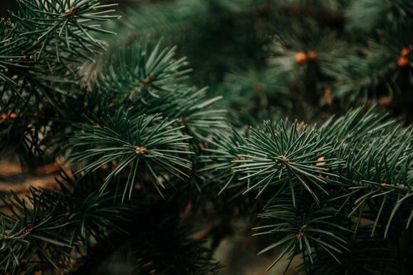 2026 White House Christmas Tree Was Handpicked From A Wisconsin Family ...
