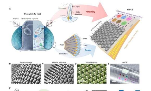 The insect-inspired bionic eye that sees, smells and guides robots ...