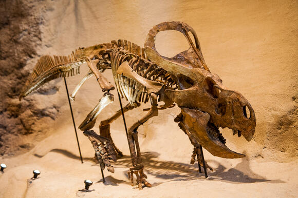 When Fossils Are Found Out of Place in Time or Geography - NewsBreak