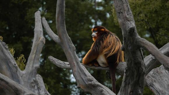The Mating Rituals of the Golden Snub-Nosed Monkey - NewsBreak
