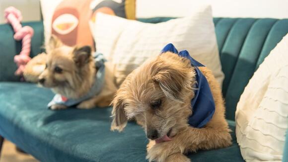 Your Dog’s Obsessive Licking Isn’t Always Affection: When to Seek ...