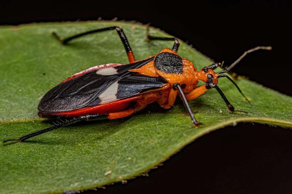 15 Insects That Look Alien - NewsBreak