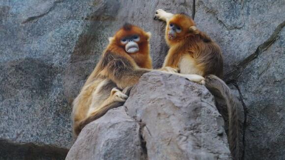 The Mating Rituals of the Golden Snub-Nosed Monkey - NewsBreak