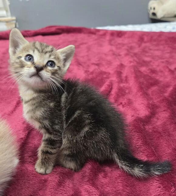 🐱 Baltimore’s Sweet Cats & Kittens Ready for Adoption - NewsBreak