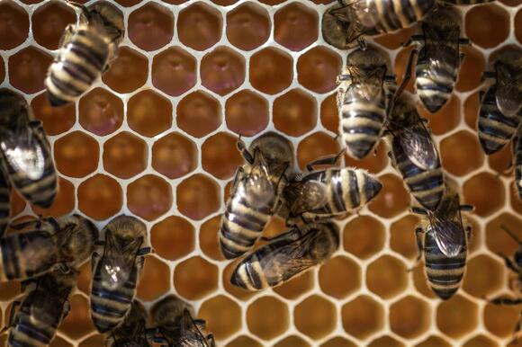 Texas Ranchers Injured and Horses Killed in Aggressive Bee Attack ...