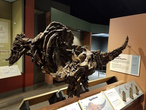 Typothorax: The Strange Armored Reptile From the American Southwest ...