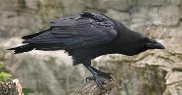 Scavenger Animals: 11 Animals That Feed on Animal Remains - NewsBreak